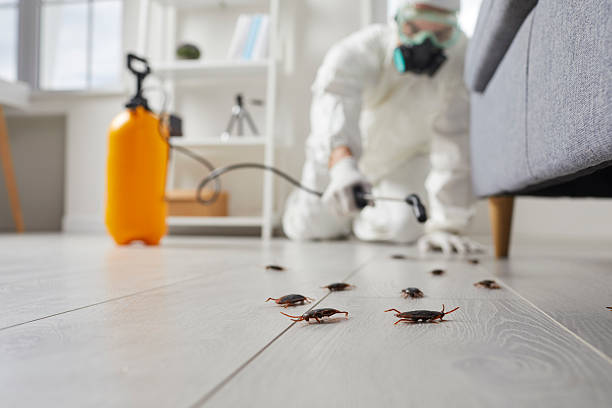 Commercial Kitchen Cockroach Control in Two Harbors